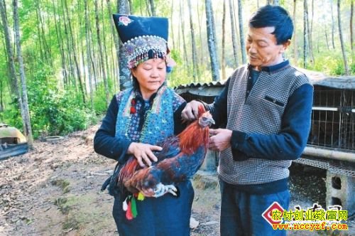 云南施甸县张云祥魏珍夫妇生态养土鸡闯出致富路