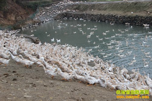 安徽庐江蛋鸭大王张永宜养蛋鸭走上致富路