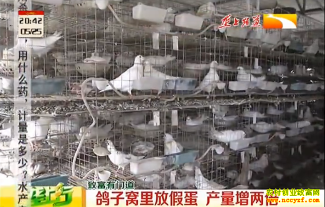 陇上农技站鸽子养殖技术视频:鸽子窝里放假蛋 产量增两倍