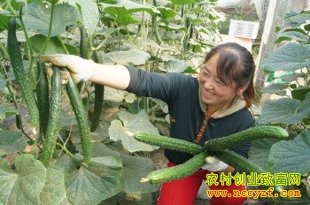 黄瓜喝牛奶好吃价格高 种植牛奶黄瓜成农民致富好项目