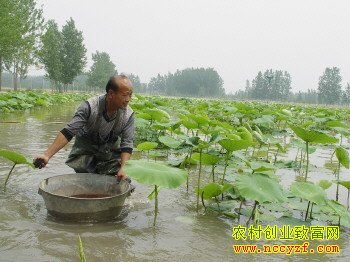 池塘铺上塑料布莲藕丰产又好挖 亩产莲藕6000多斤