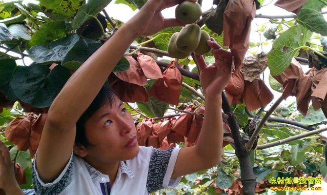 安徽歙县张华种植猕猴桃实现创业致富梦