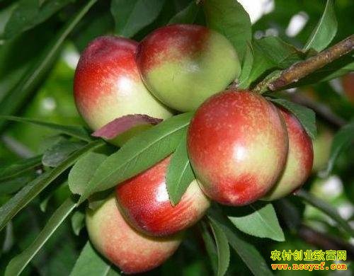 2016种油桃赚钱吗:今年油桃价格不高难赚钱