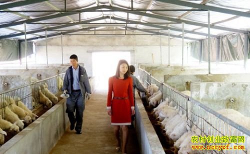 江苏洪泽县王伟伟养殖湖羊创业致富