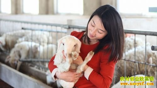 江苏洪泽县王伟伟养殖湖羊创业致富