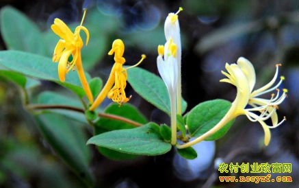如何种植金银花:金银花种植技术详解