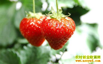 如何种植盆栽草莓:盆栽草莓种植技术