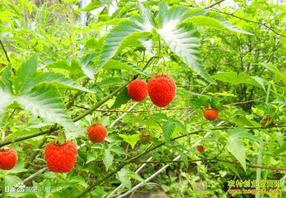 浙江嵊州裘向东荒山种植覆盆子走上致富路
