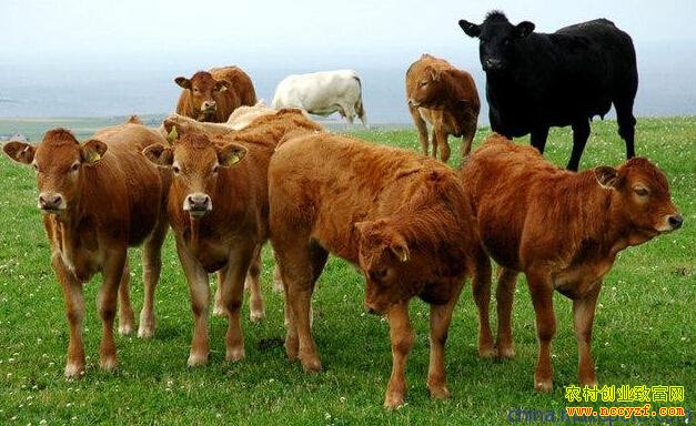 今年养牛赚钱吗：牛肉价格超预期 投资养牛不能太盲目
