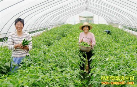内蒙古“蔬菜哥”丛军种植大棚蔬菜带富众乡亲