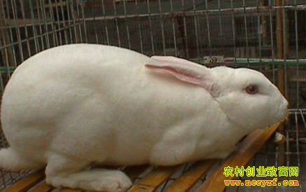养兔子赚钱吗:2016獭兔养殖前景及成本效益分析