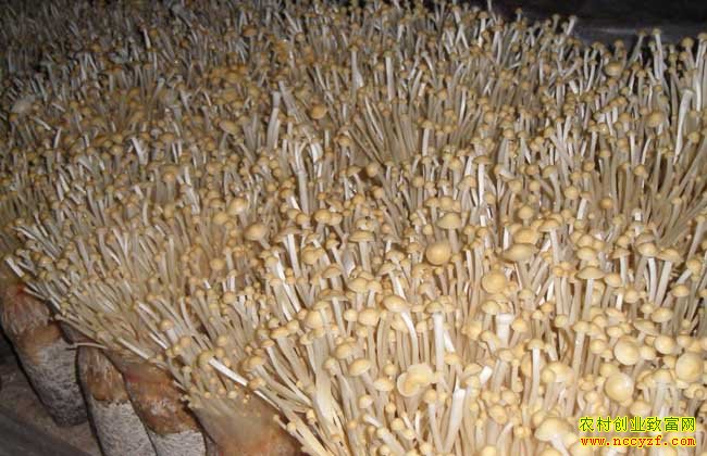 安徽肥东柯家厚废弃秸秆种植金针菇年产值6000多万
