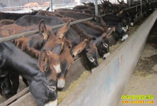春天养驴效果好 肉驴养殖效益高