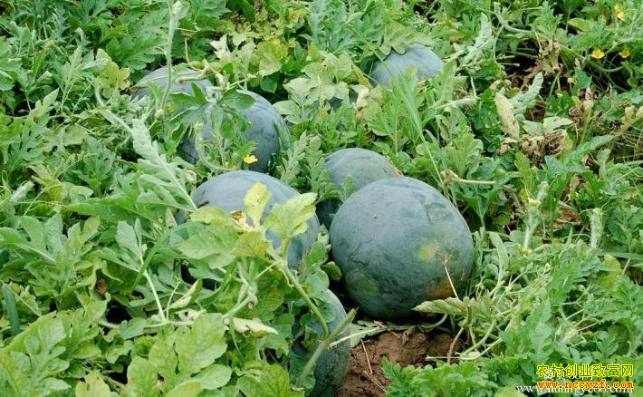 重庆潼南陆佑国:用农家肥种西瓜 个大味甜收益高