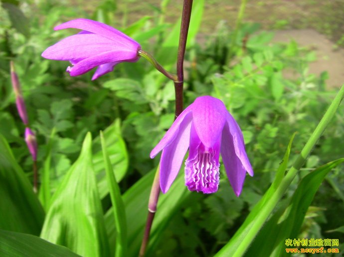开紫花的白芨更赚钱