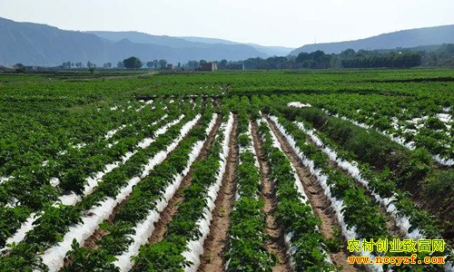 山东枣庄张士文种土豆效益为啥这么好