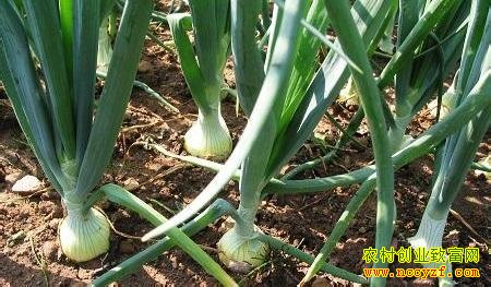 提高洋葱产量 用好除草剂很关键