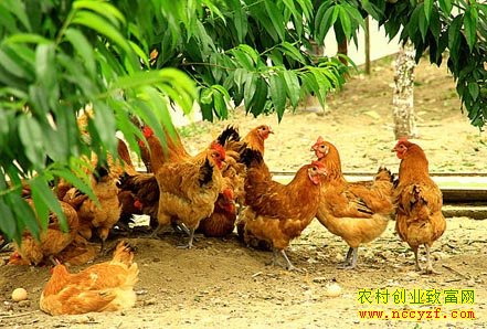 鸡常见病的针灸疗法