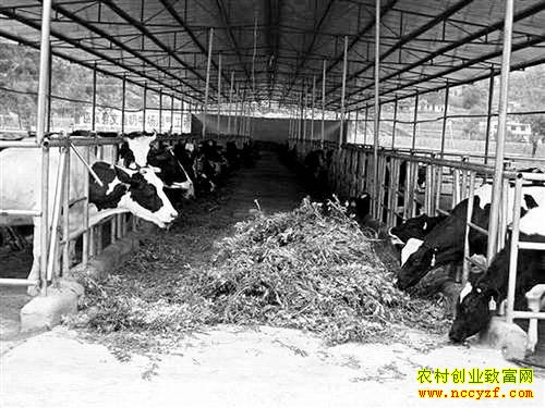 重庆巫溪冉春雨养殖奶牛创业致富