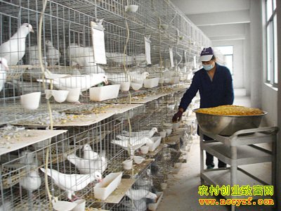 山东巨野郭良亚杂粮喂养鸽子赚钱致富