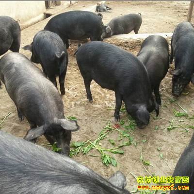 甘肃礼县大学生返乡创业养殖黑土猪好致富