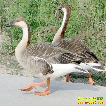养大雁赚钱吗:陕西富平马永顺养养雁走上致富路