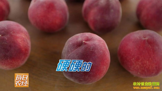 [每日农经]种什么桃树赚钱:脆桃赚钱的“硬道理”
