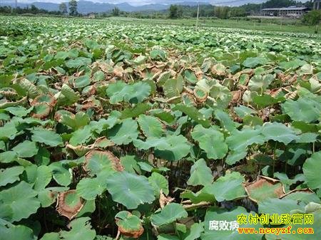 怎样预防和防治莲藕腐败病