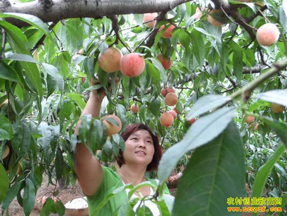 种桃树赚钱吗:天津宁河马永宝种桃致富收入可观