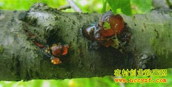 桃树流胶病的防治方法