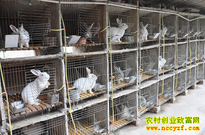 养兔子赚钱吗:浙江新昌俞千渭养兔致富经