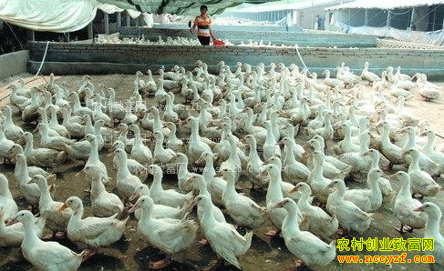 2016毛鸭价格走势:毛鸭行情开启上行通道