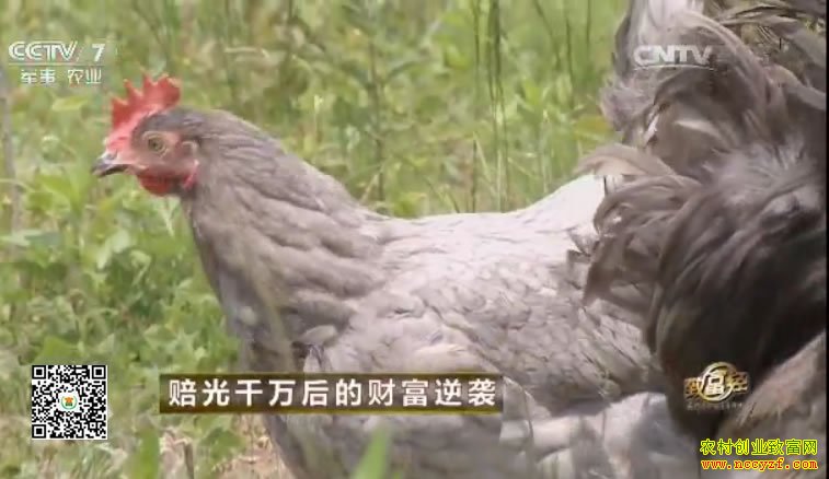 广元灰鸡图片