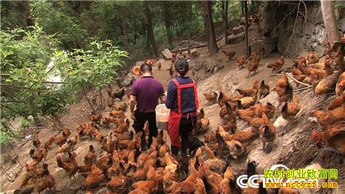 [致富经]四川广元汪志聪繁育广元灰鸡的财富逆袭