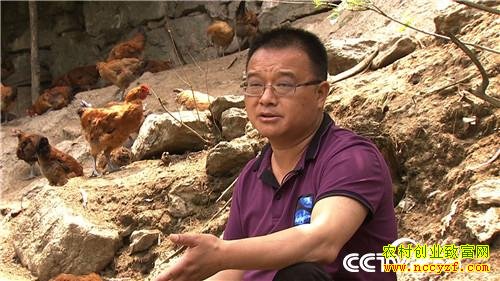[致富经]四川广元汪志聪繁育广元灰鸡的财富逆袭