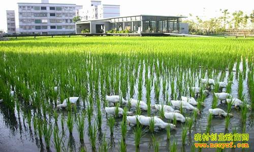 四川三台:稻田养鸭成农民致富好项目