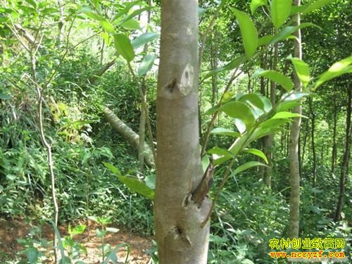 湖南可以种植沉香树吗:沉香树的种植条件