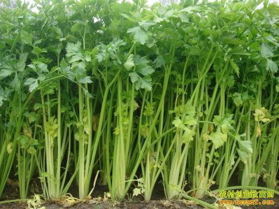 怎样种植香芹:香芹菜夏季栽培技术要点