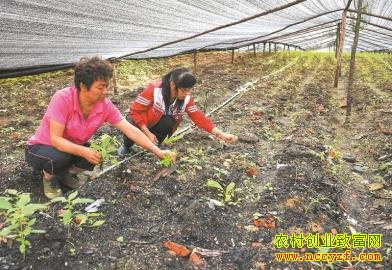 吉林汪清:林下种植仿野生灵芝年产值100万