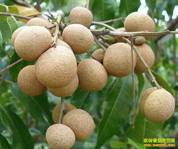 龙眼大量上市 广东龙眼价格至少上涨五成