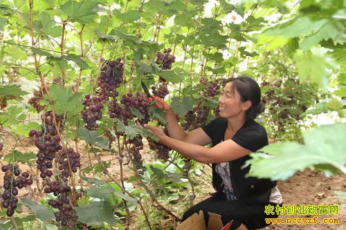 陕西渭南吉晓荣种葡萄带富众乡邻