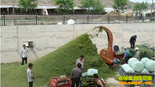 山东临邑郭洪波于正河全株青绿玉米发酵喂猪效益高