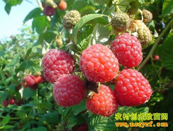 中药材覆盆子图片