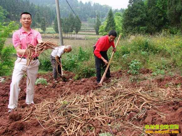 种植北沙参赚钱吗:2016年北沙参价格行情预测