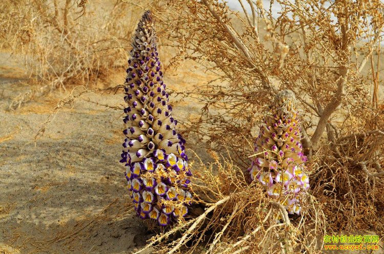 新疆且末县刘知林荒漠种植肉苁蓉收入可达600万元