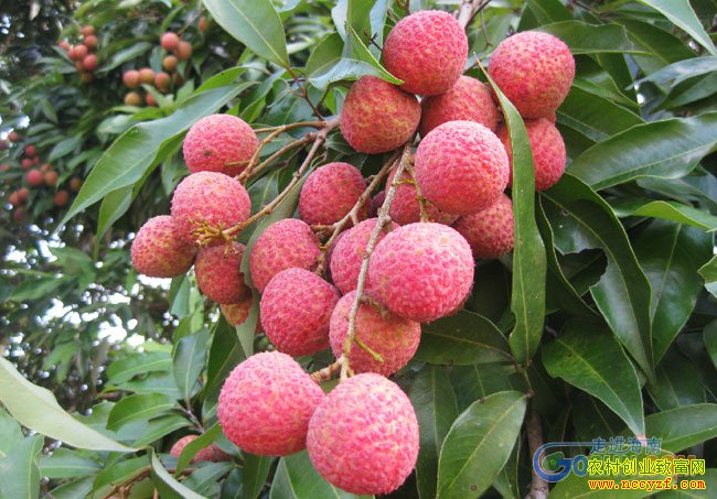 海南澄迈县王廷标种植无核荔枝每斤卖到98元