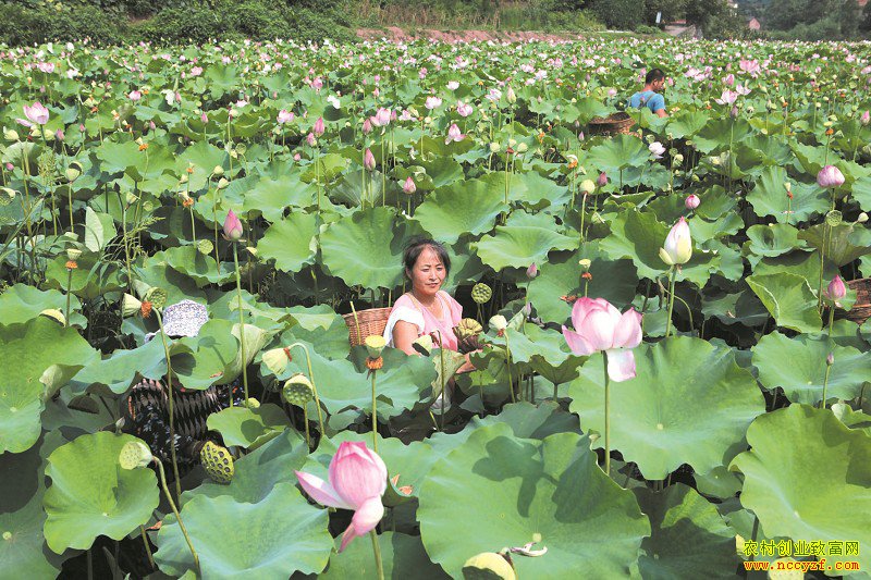 四川内江:莲藕种植效益好成农民致富好项目