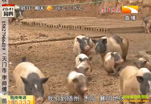湖北荆门垄上行养殖致富好榜样视频：香猪土鸡混养 一年收入一百万