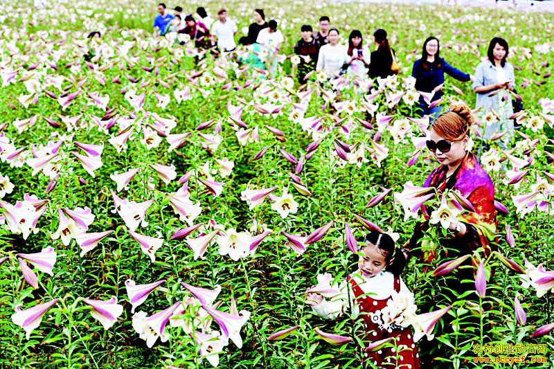 江西万载县种植百合5000多亩成农民致富好项目