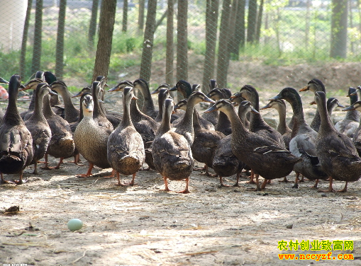 广西灌阳县文齐富鱼塘养野鸭致富有高招